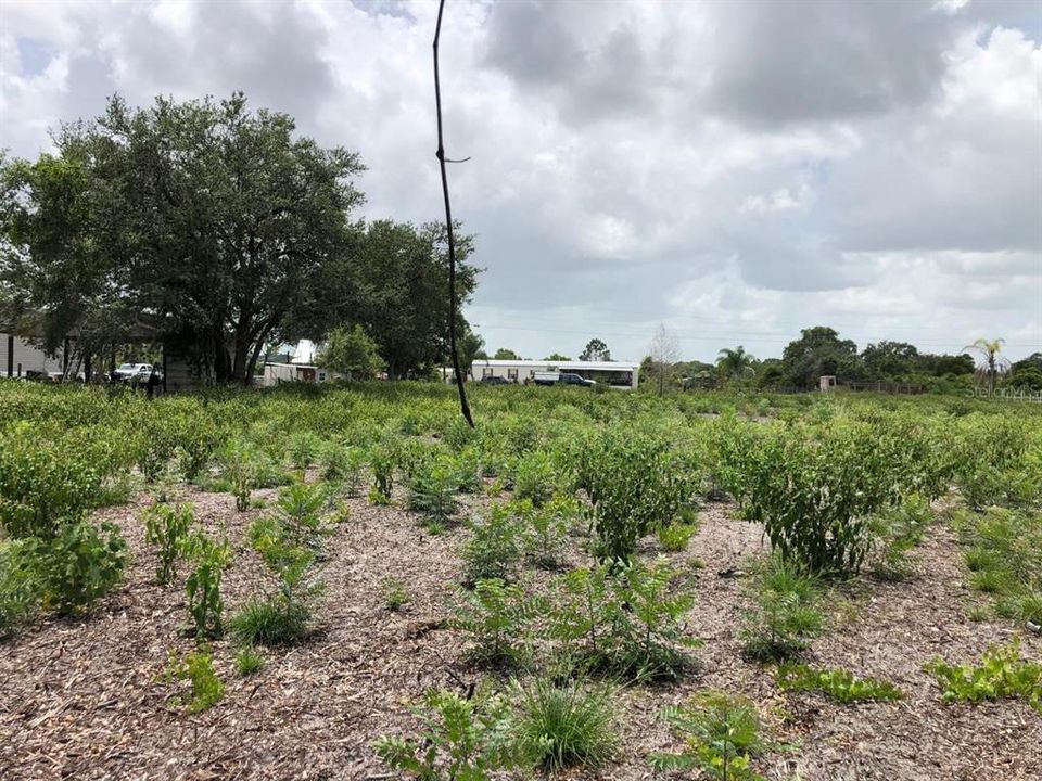 На продажу: $49,900 (1.15 acres)