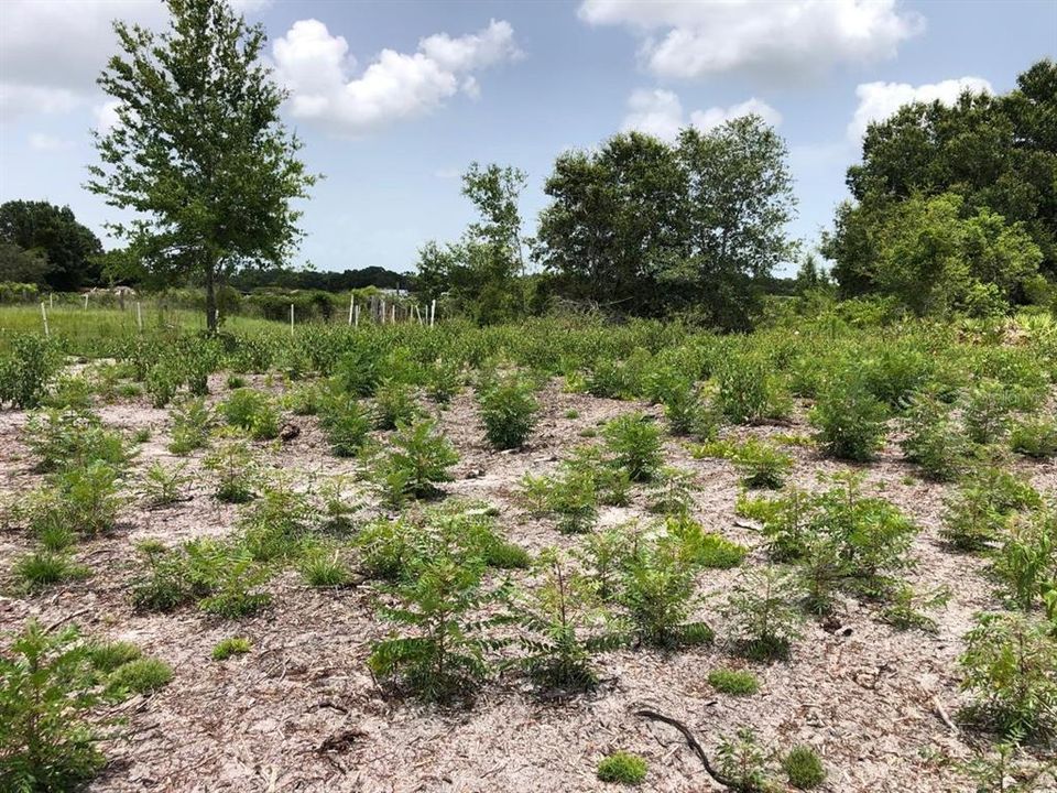 На продажу: $49,900 (1.15 acres)