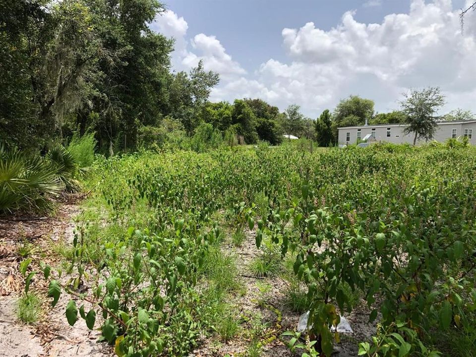 На продажу: $49,900 (1.15 acres)