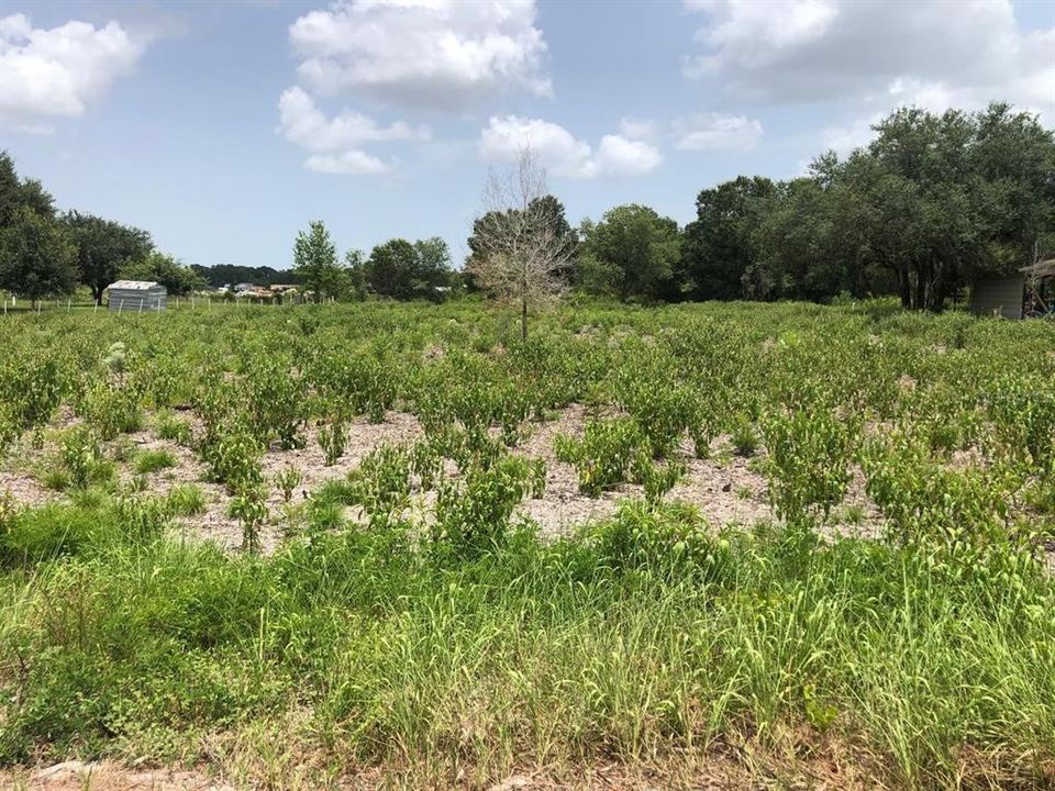 На продажу: $49,900 (1.15 acres)