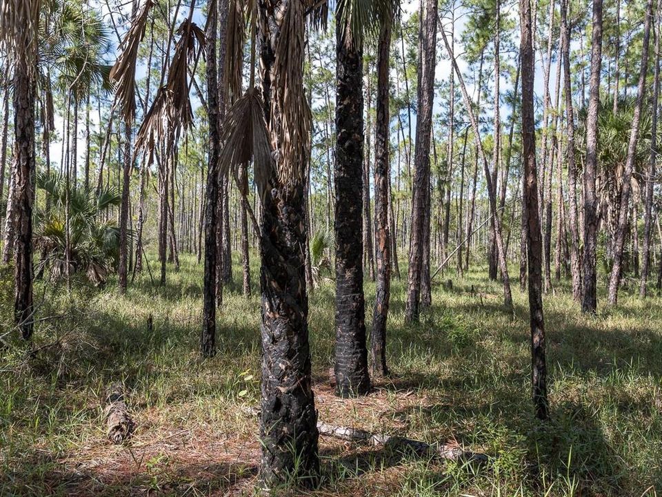 For Sale: $249,900 (9.37 acres)