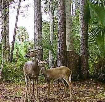 For Sale: $249,900 (9.37 acres)