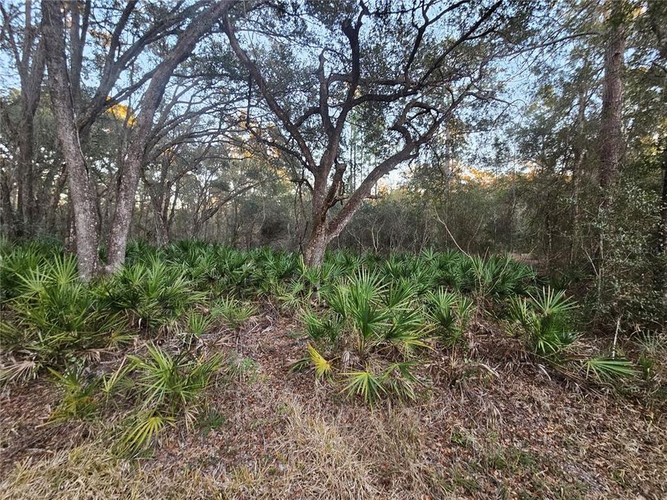 待售: $39,900 (0.98 acres)
