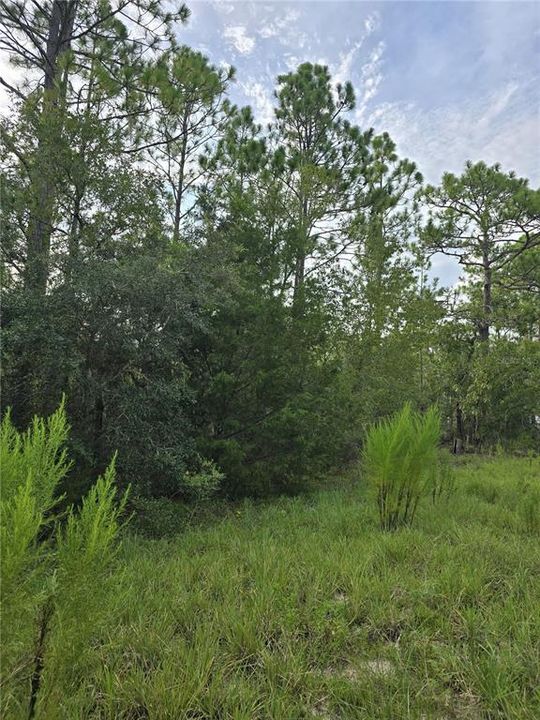 For Sale: $30,500 (1.00 acres)