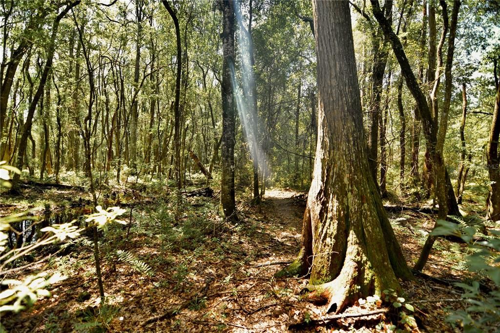 For Sale: $309,999 (19.93 acres)
