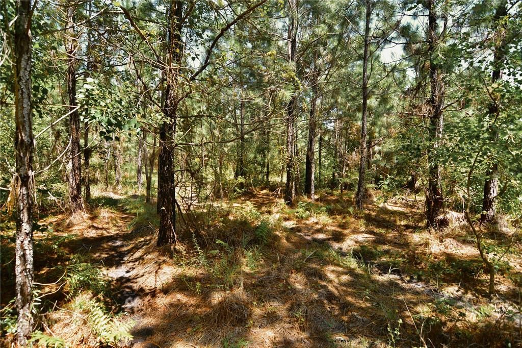 For Sale: $309,999 (19.93 acres)