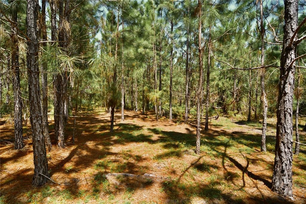 For Sale: $309,999 (19.93 acres)
