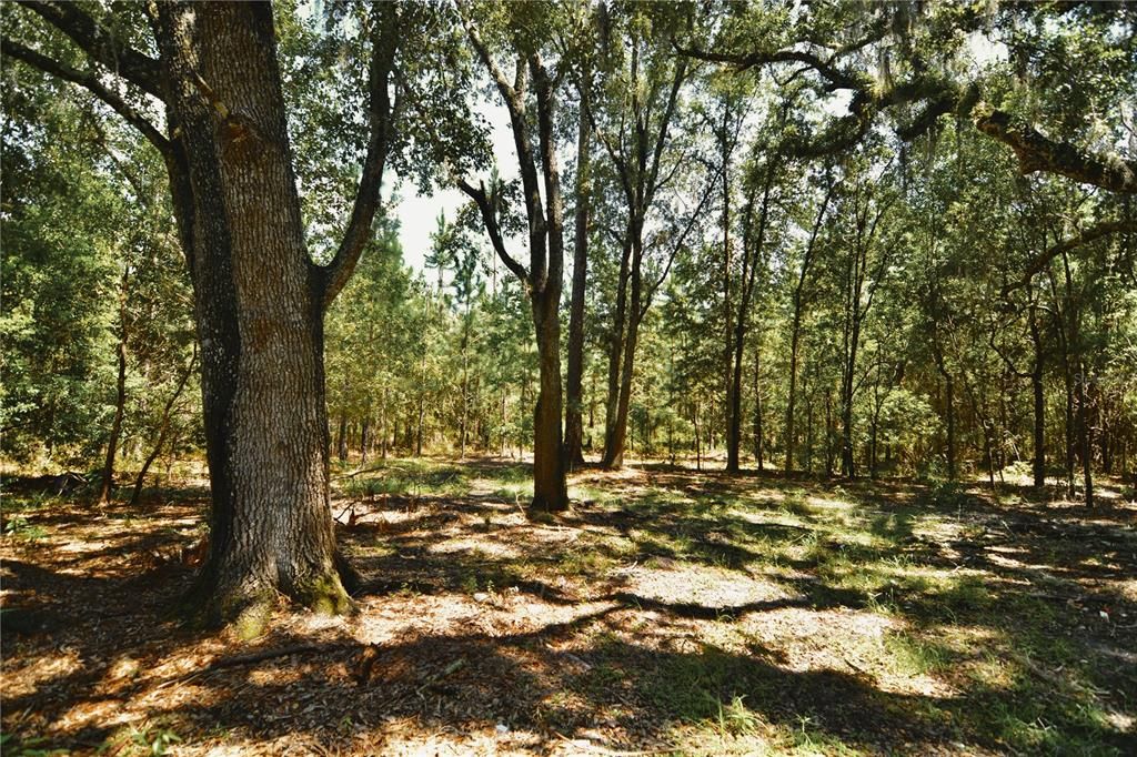 For Sale: $309,999 (19.93 acres)