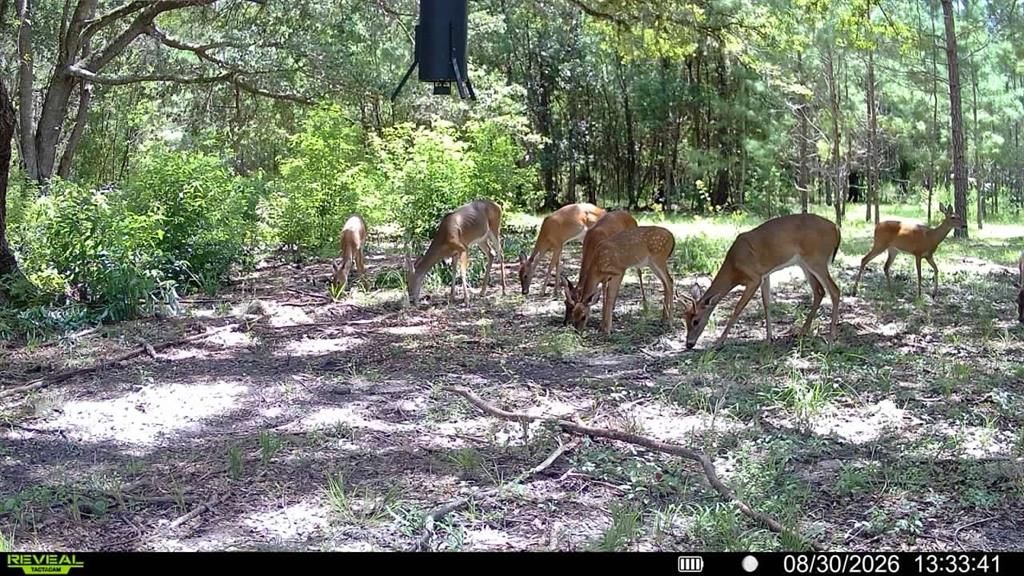 For Sale: $309,999 (19.93 acres)