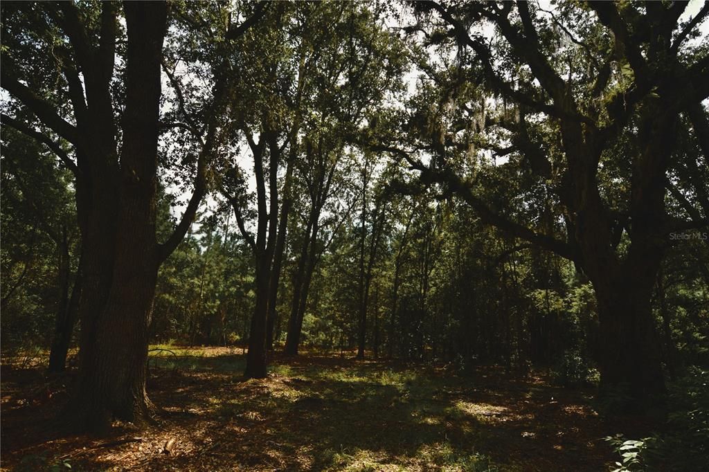 For Sale: $309,999 (19.93 acres)