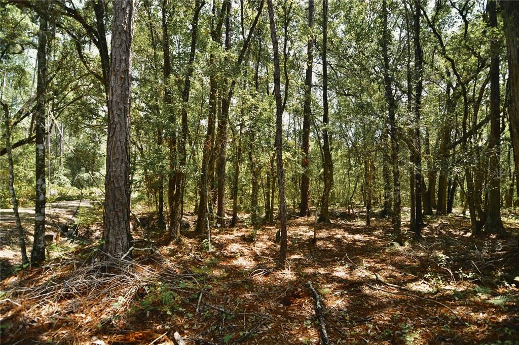 For Sale: $309,999 (19.93 acres)