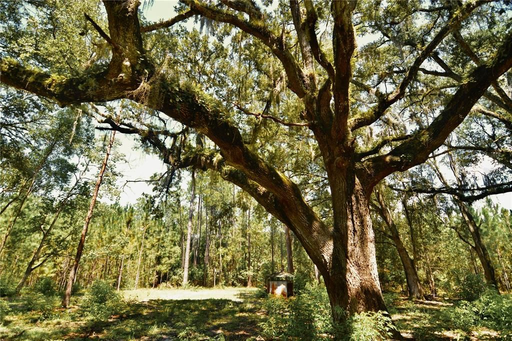 For Sale: $309,999 (19.93 acres)