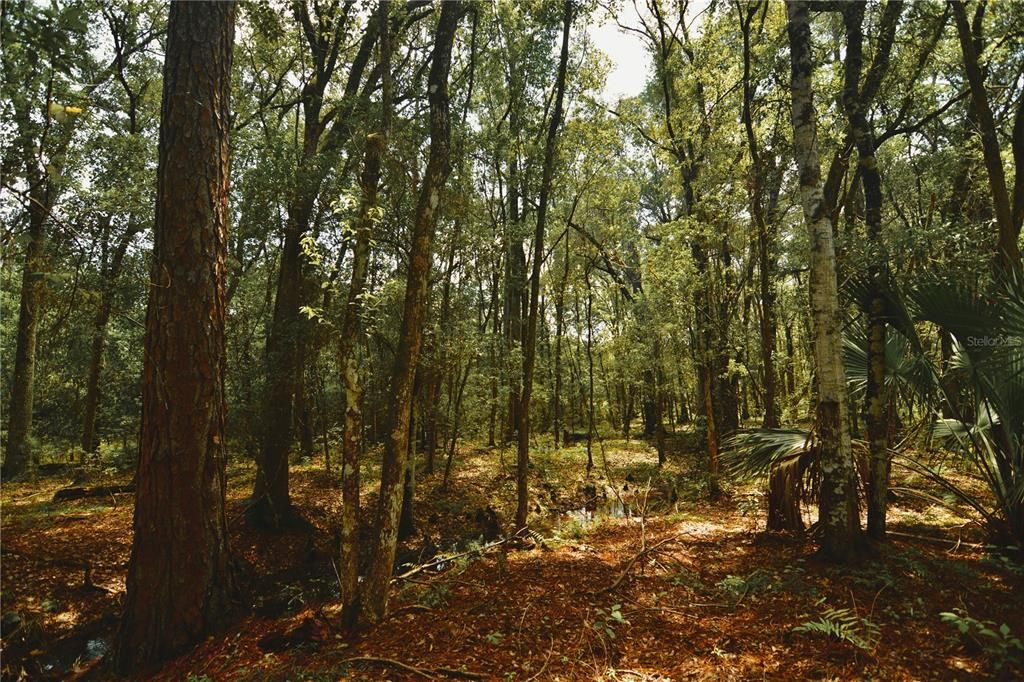 For Sale: $309,999 (19.93 acres)