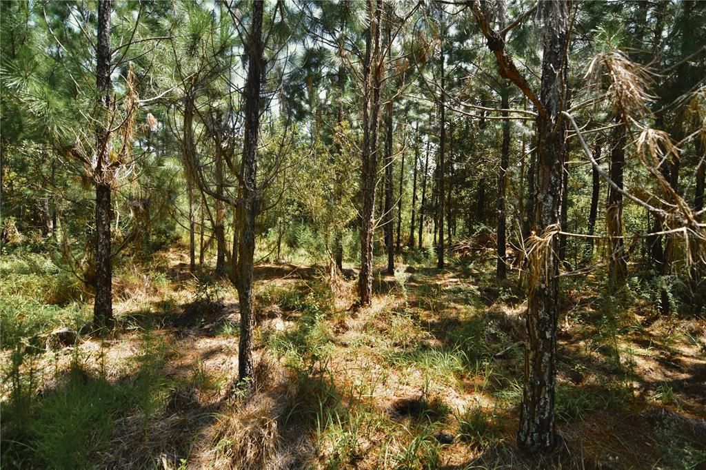 For Sale: $309,999 (19.93 acres)