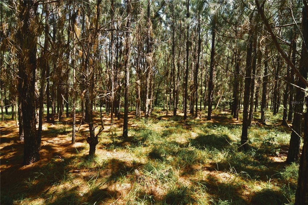 For Sale: $309,999 (19.93 acres)