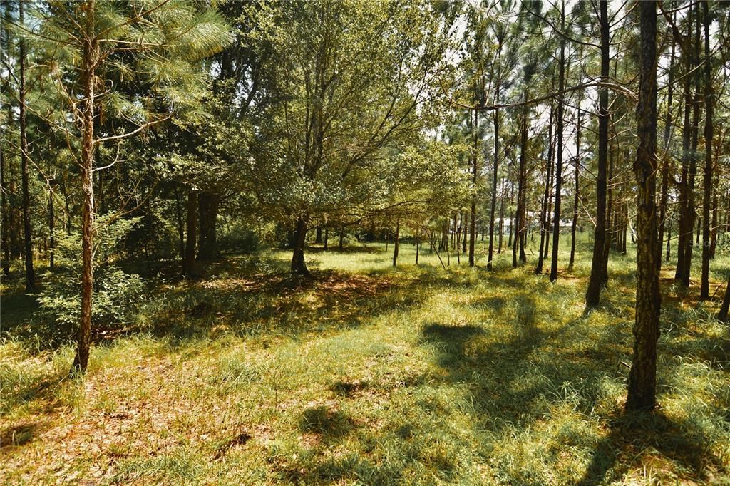 For Sale: $309,999 (19.93 acres)