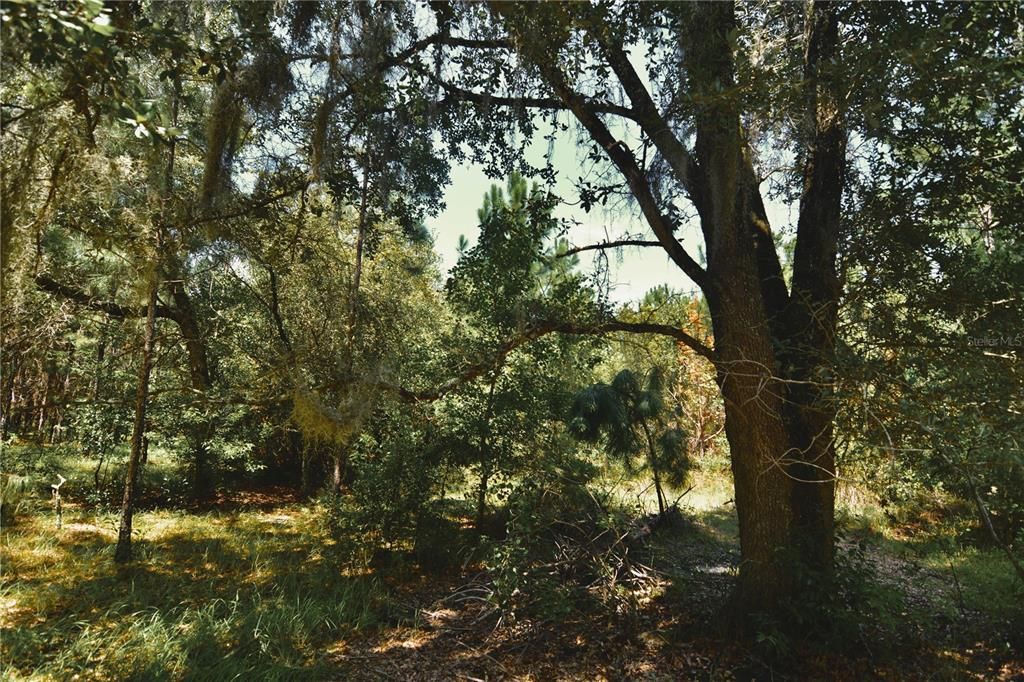 For Sale: $309,999 (19.93 acres)
