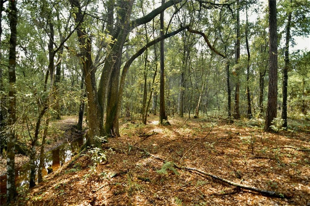 For Sale: $309,999 (19.93 acres)