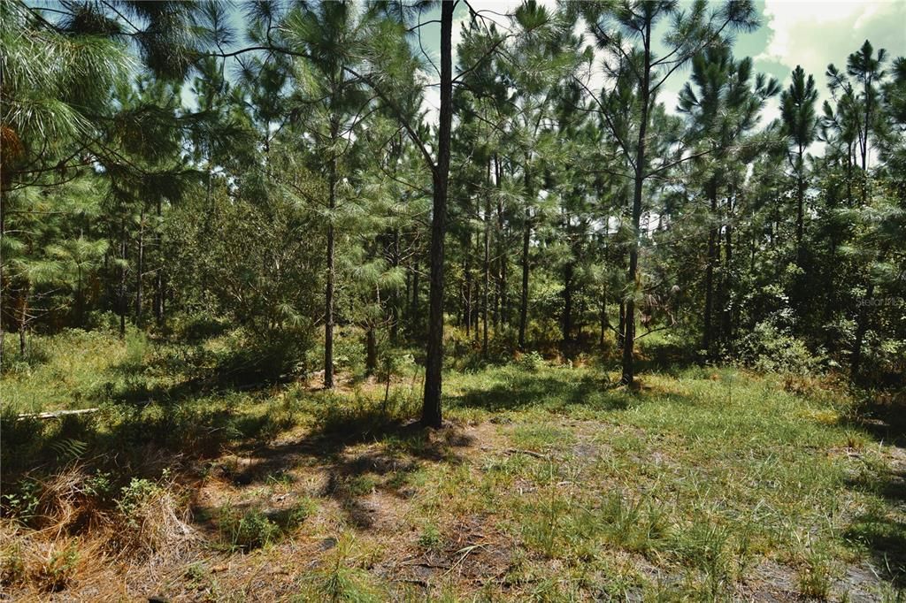 For Sale: $309,999 (19.93 acres)
