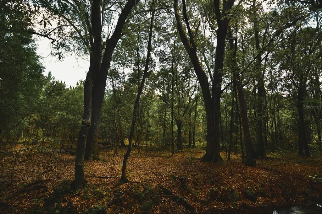 For Sale: $309,999 (19.93 acres)