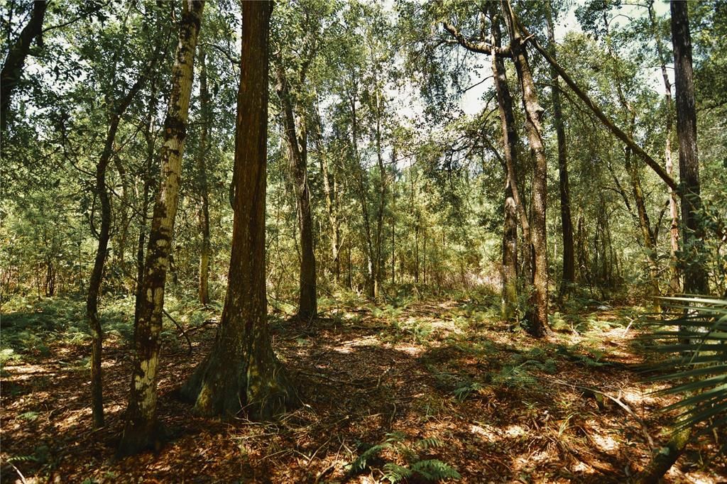 For Sale: $309,999 (19.93 acres)