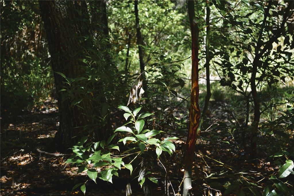 For Sale: $309,999 (19.93 acres)