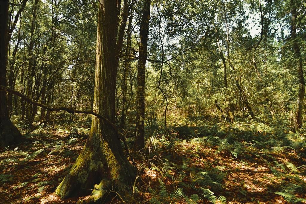 For Sale: $309,999 (19.93 acres)
