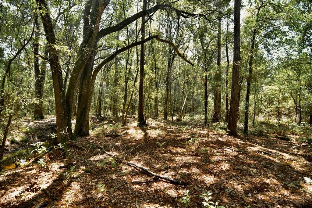 For Sale: $309,999 (19.93 acres)