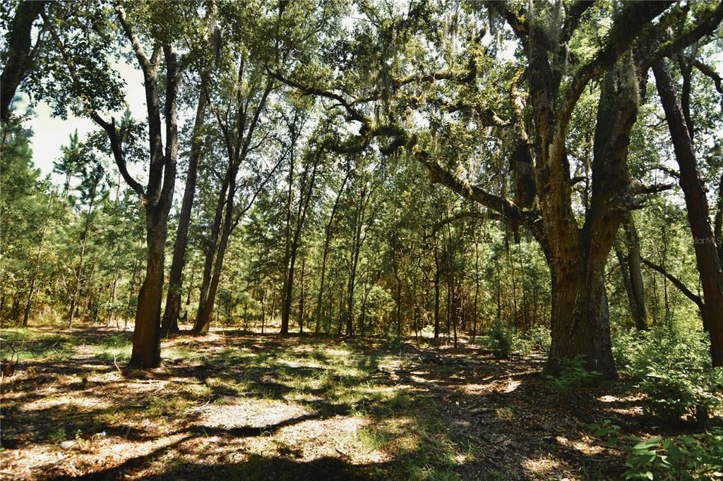 For Sale: $309,999 (19.93 acres)