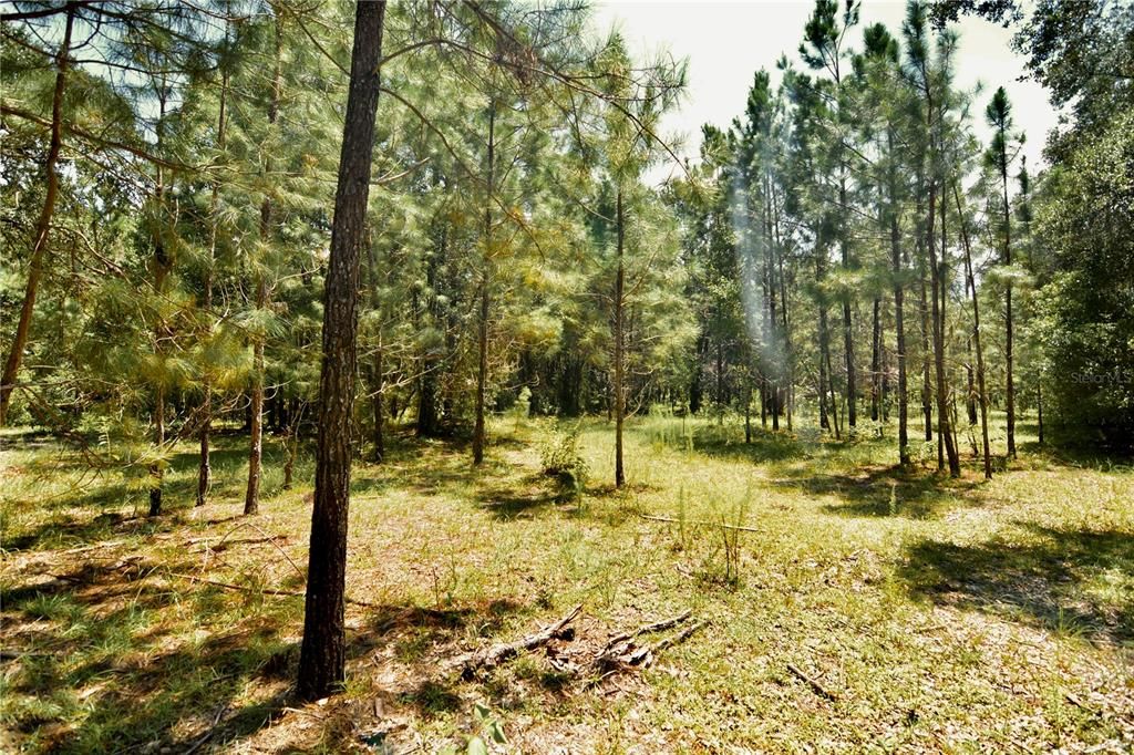 For Sale: $309,999 (19.93 acres)