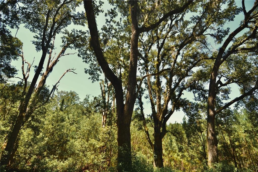 For Sale: $309,999 (19.93 acres)