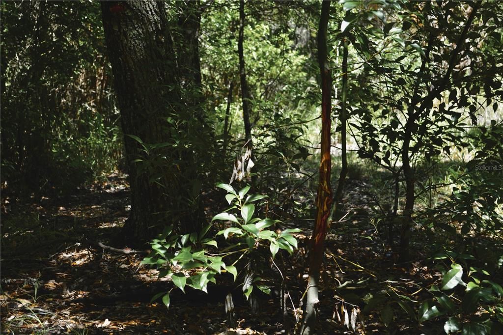 For Sale: $309,999 (19.93 acres)