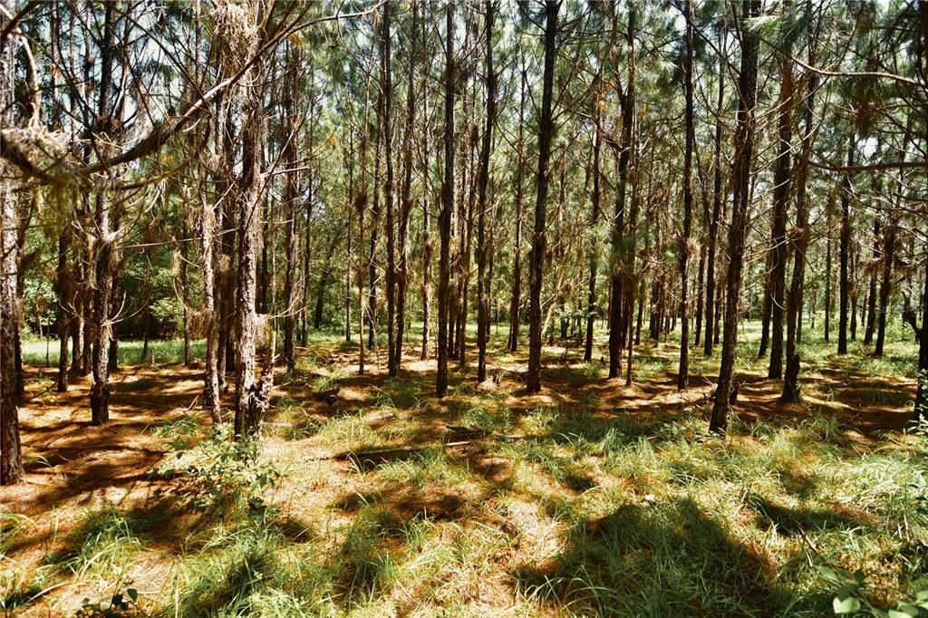 For Sale: $309,999 (19.93 acres)