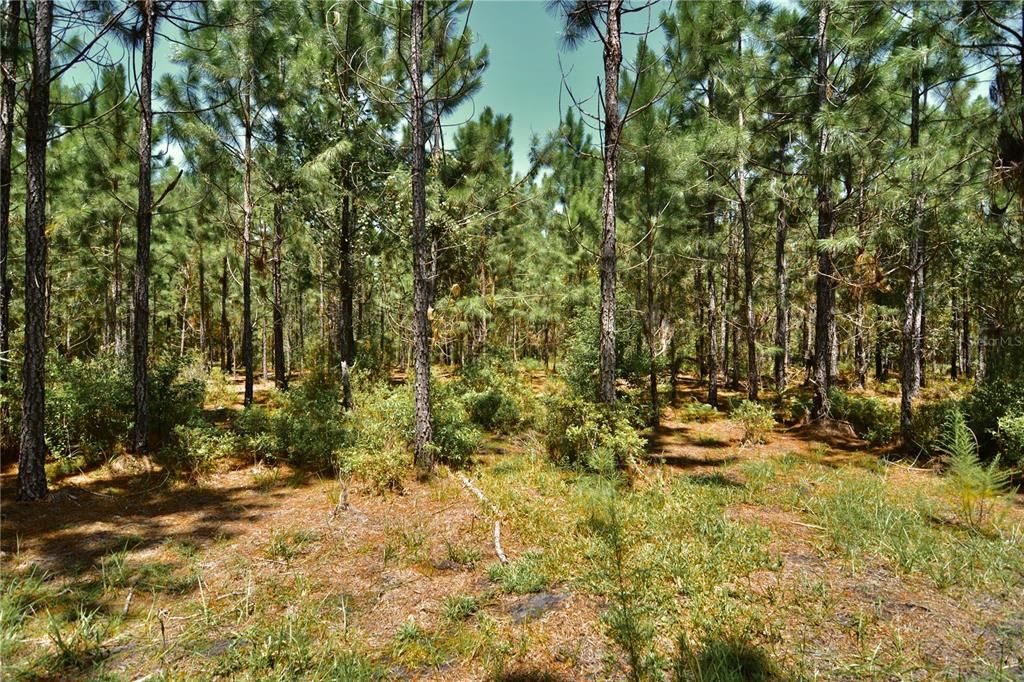 For Sale: $309,999 (19.93 acres)