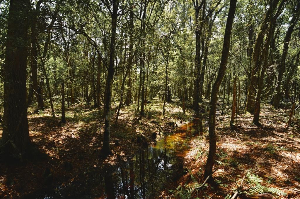 For Sale: $309,999 (19.93 acres)