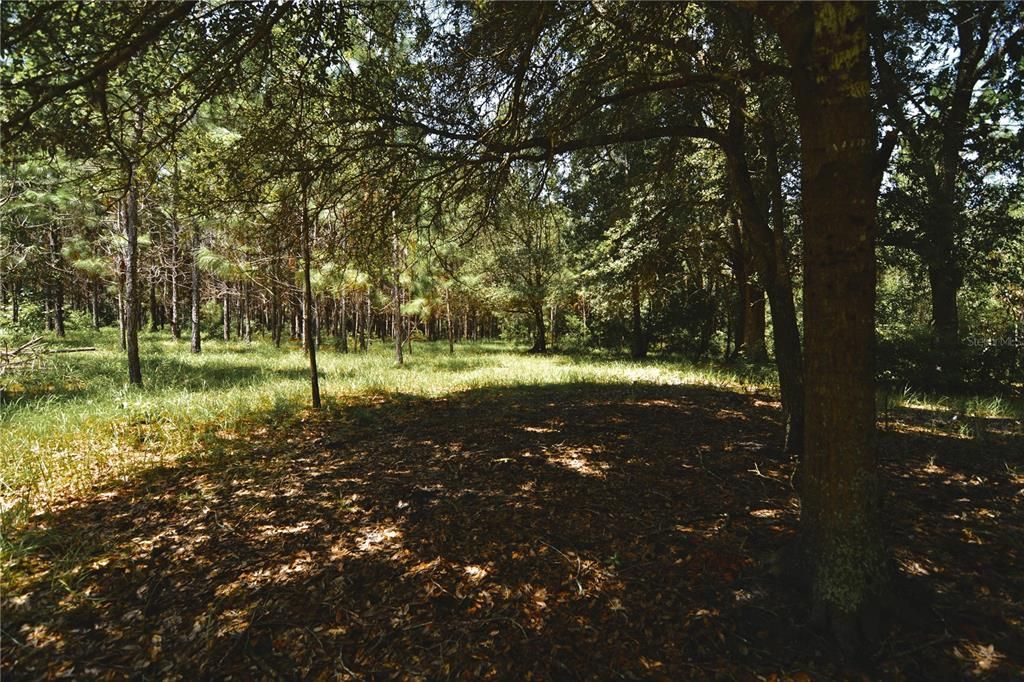 For Sale: $309,999 (19.93 acres)