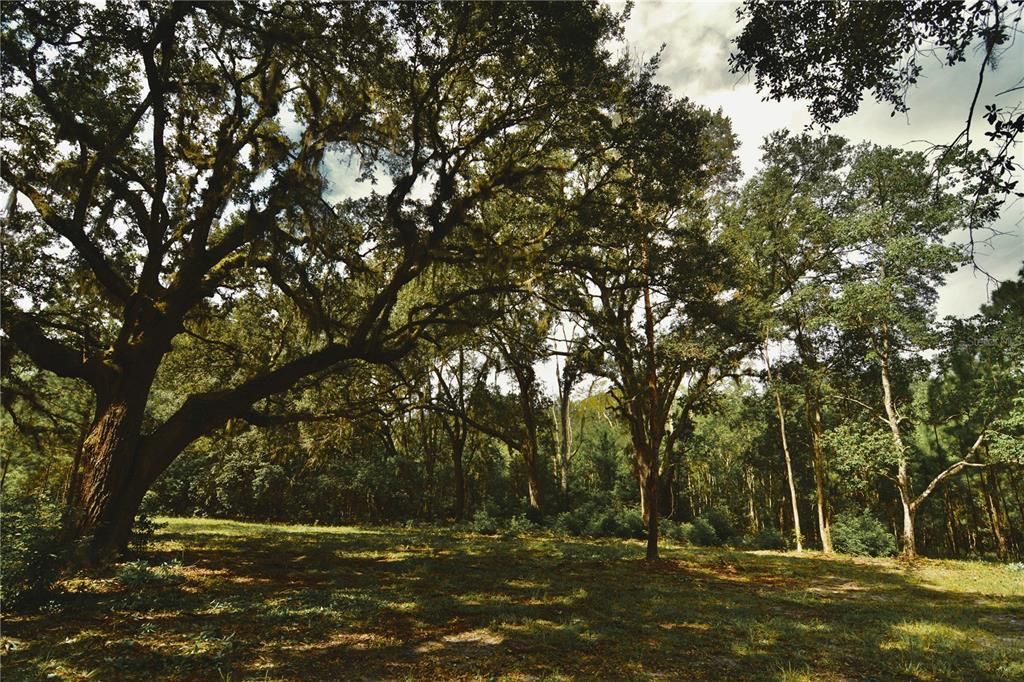 For Sale: $309,999 (19.93 acres)
