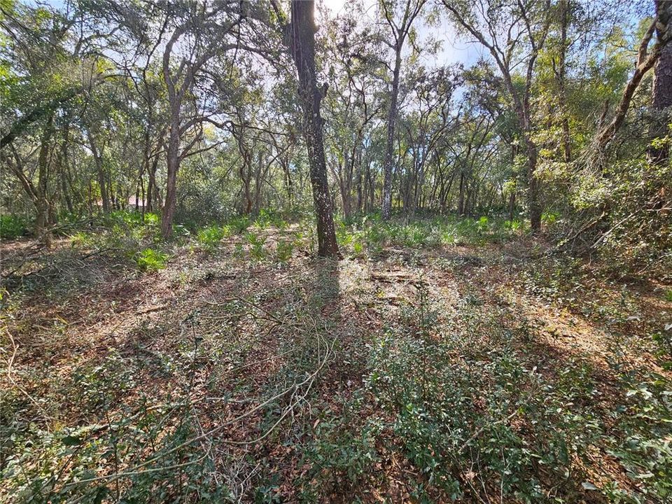 待售: $49,900 (1.16 acres)