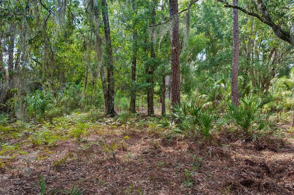 For Sale: $209,000 (3.02 acres)