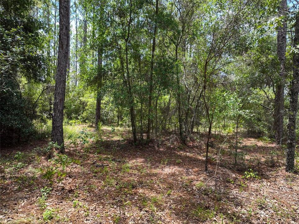 For Sale: $34,900 (1.30 acres)