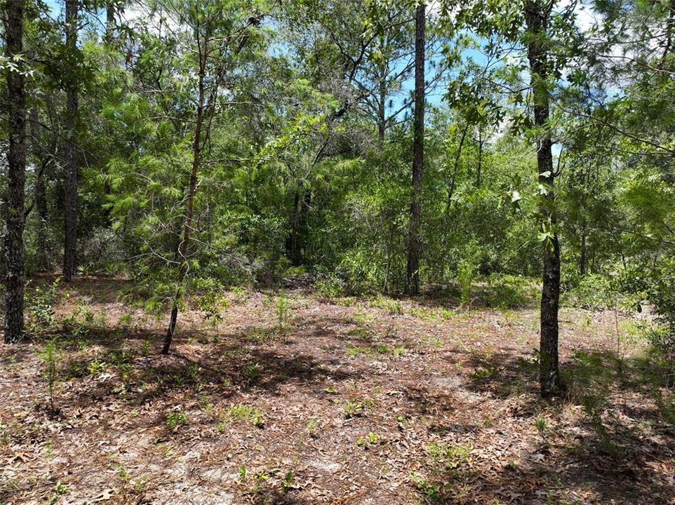 For Sale: $34,900 (1.30 acres)