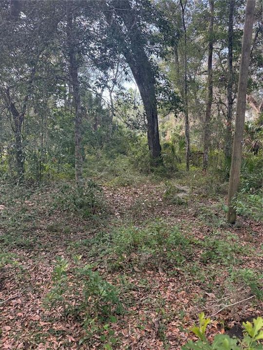 For Sale: $135,000 (11.69 acres)