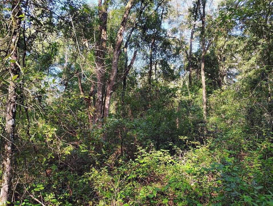 For Sale: $32,000 (1.13 acres)