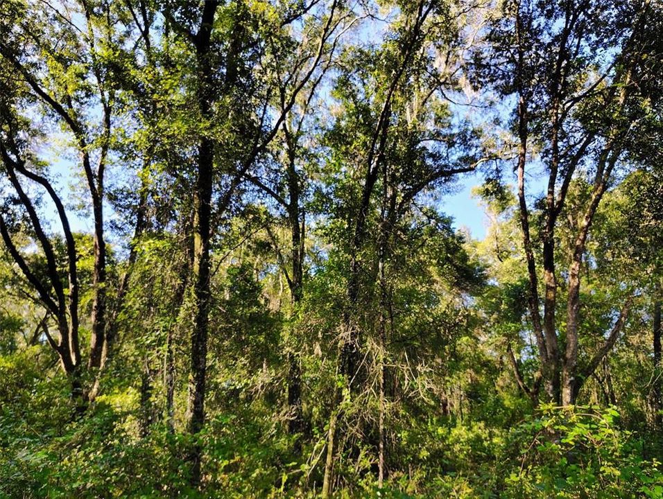 For Sale: $32,000 (1.13 acres)