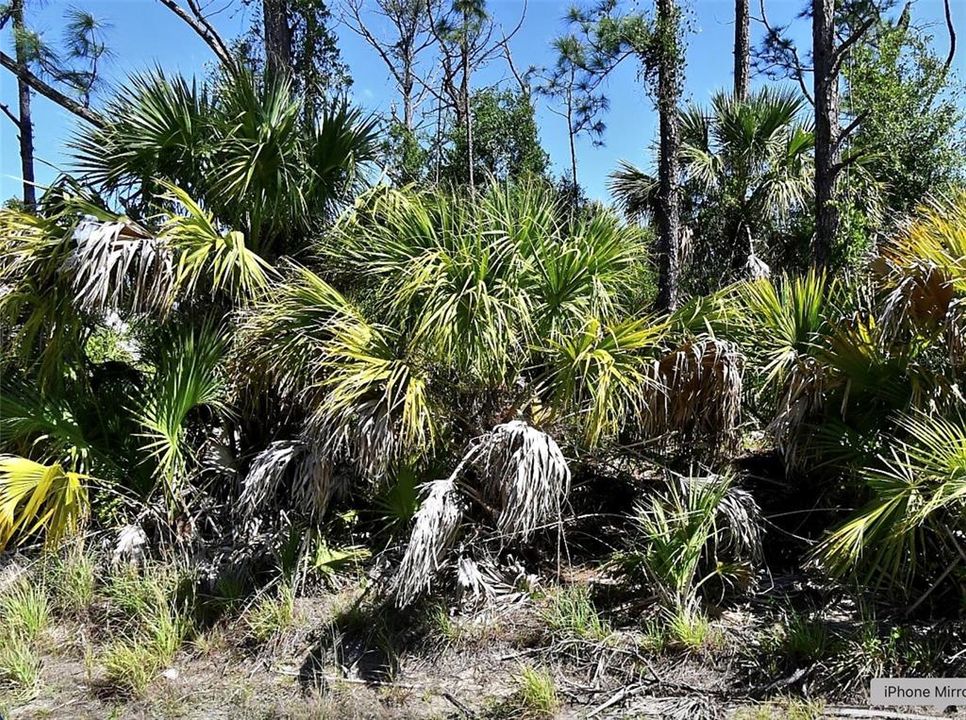 For Sale: $25,000 (0.23 acres)