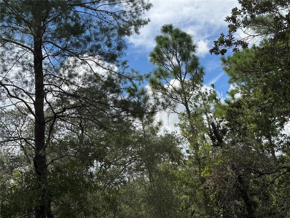 待售: $48,848 (1.12 acres)