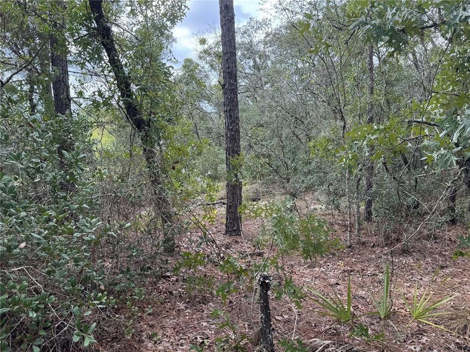 待售: $48,848 (1.12 acres)