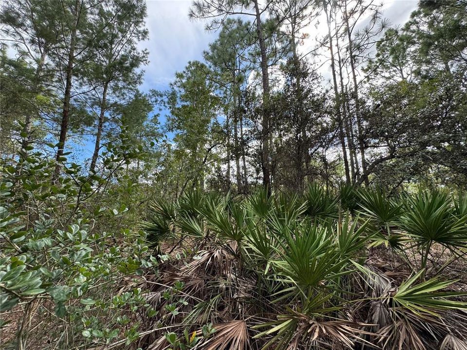 待售: $48,848 (1.12 acres)