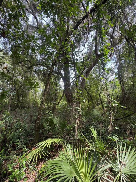 待售: $49,000 (2.85 acres)