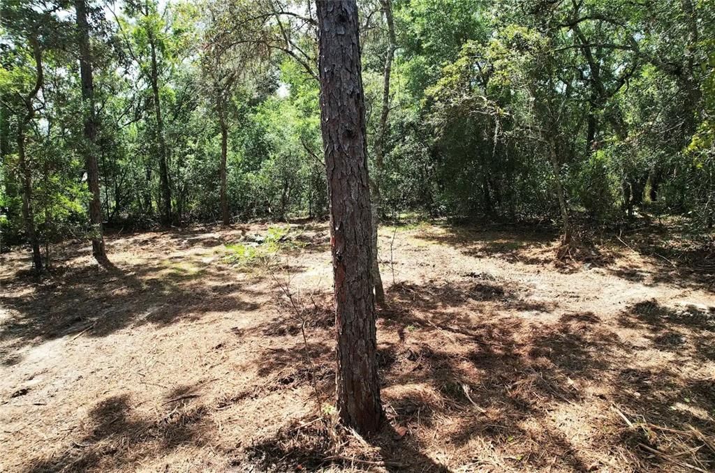For Sale: $11,700 (0.22 acres)
